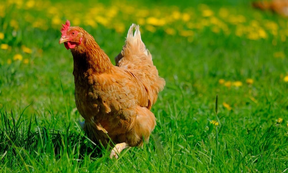 Levestyúk (egész, konyhakész)