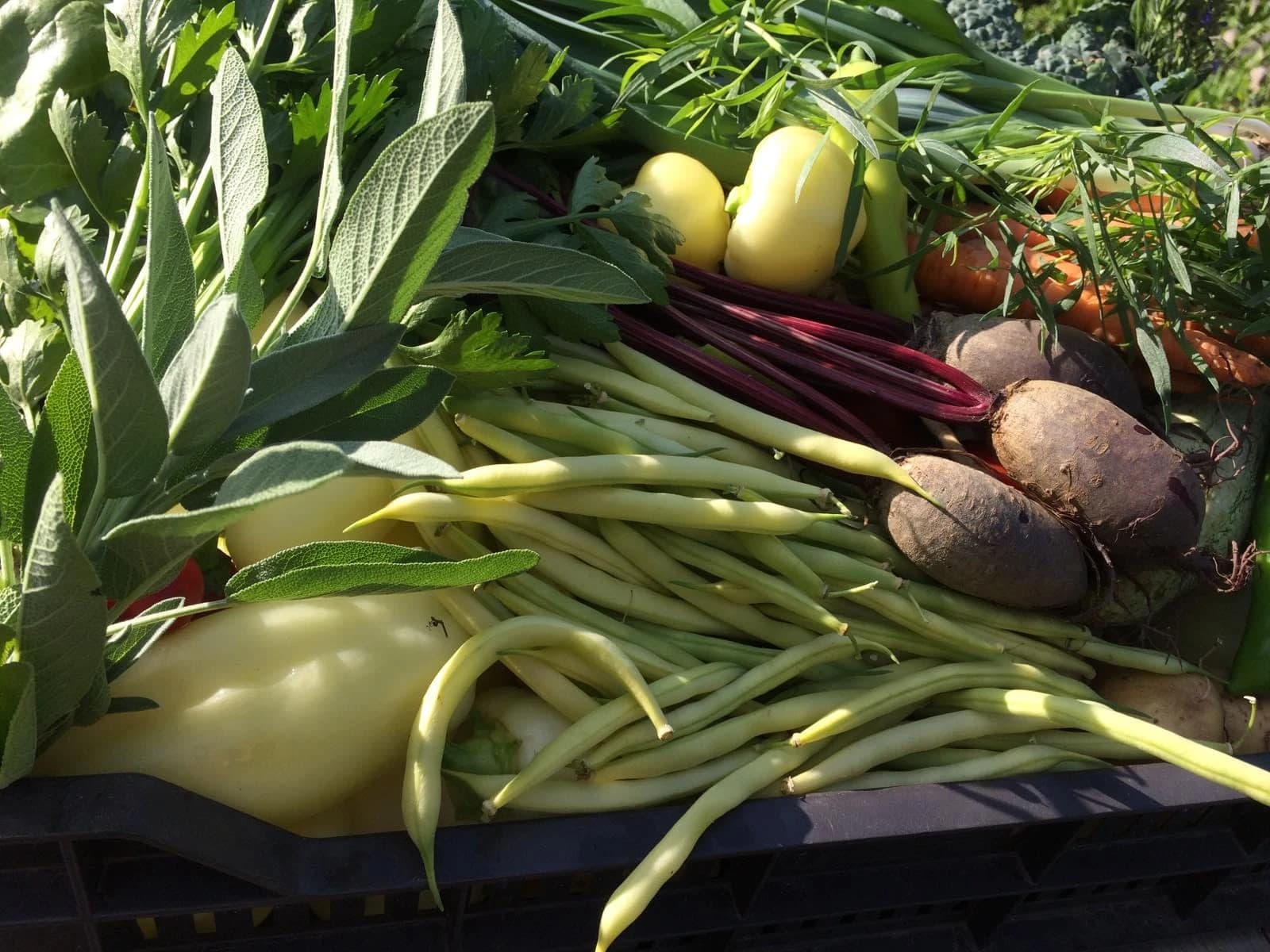 Nagy szezonális zöldségkosár 