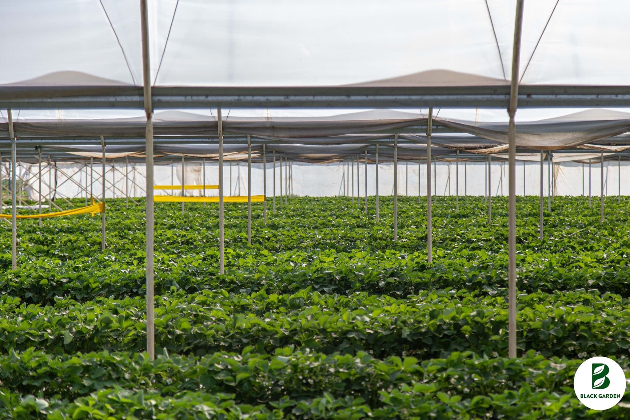 Szamóca (földieper) - 6