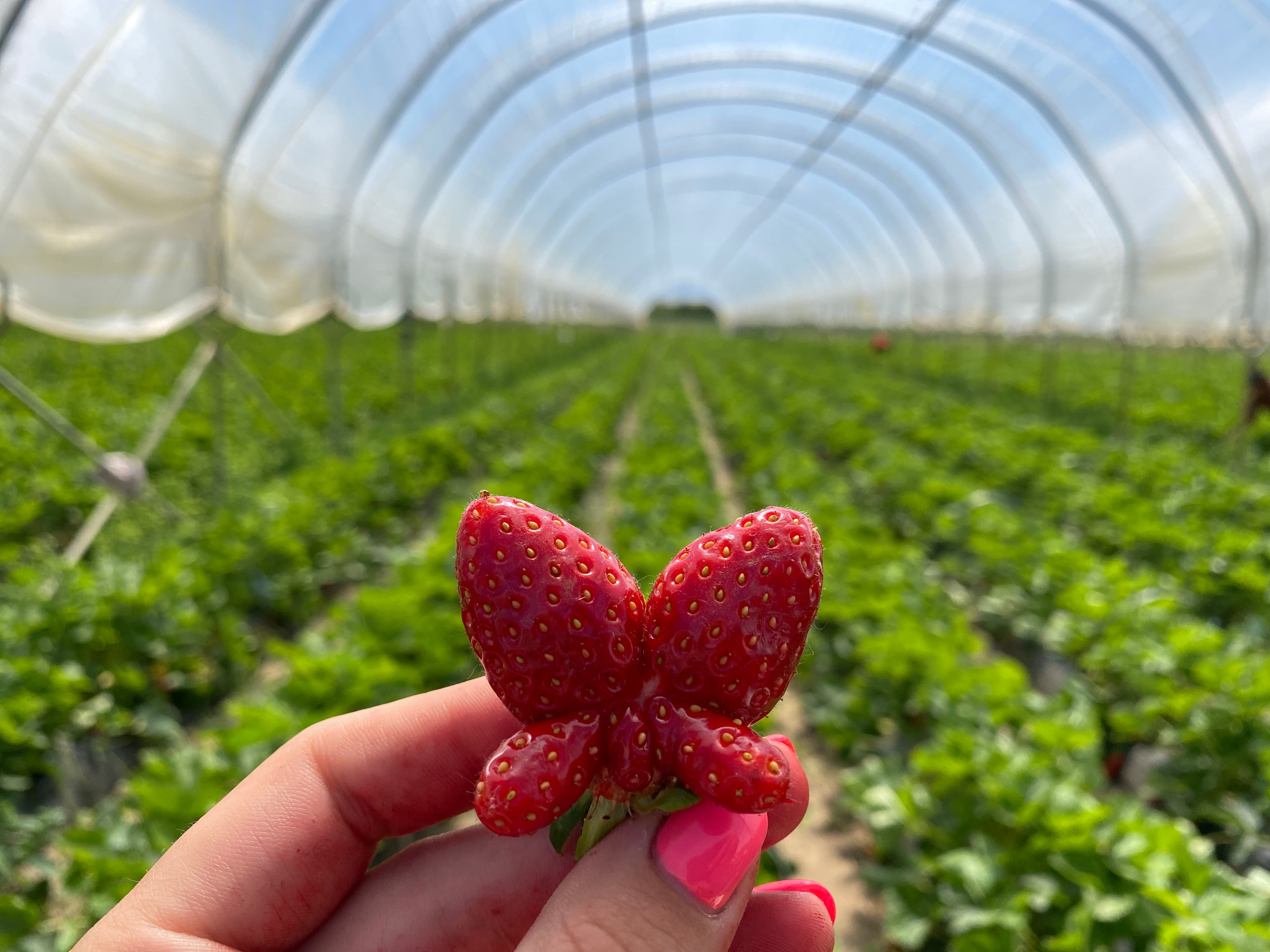 Szamóca (földieper)