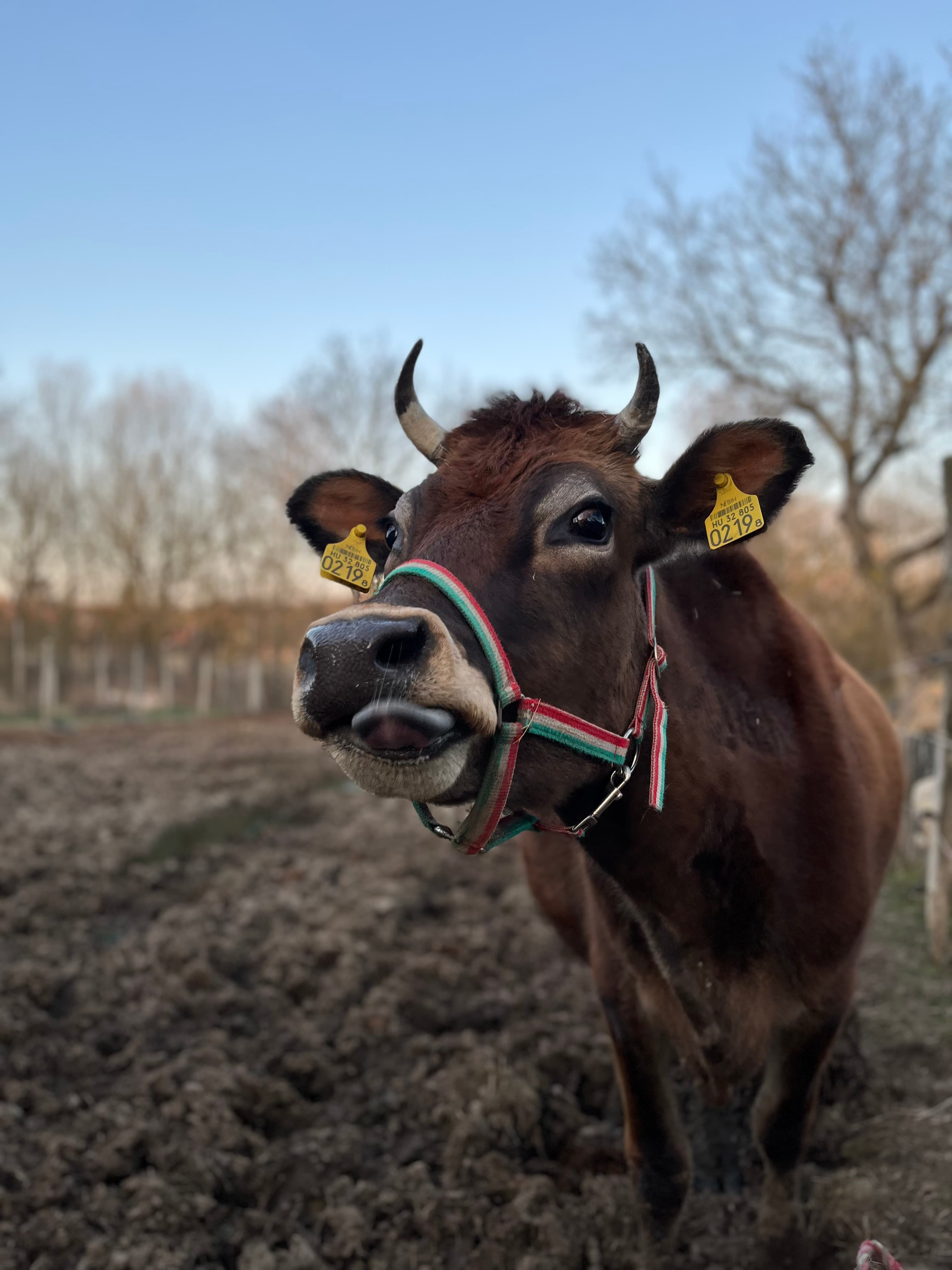 Vanyarci Csoda Művek cover
